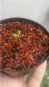 5614f1e4-adenium obesum.jpg